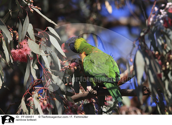 rainbow lorikeet / FF-08461
