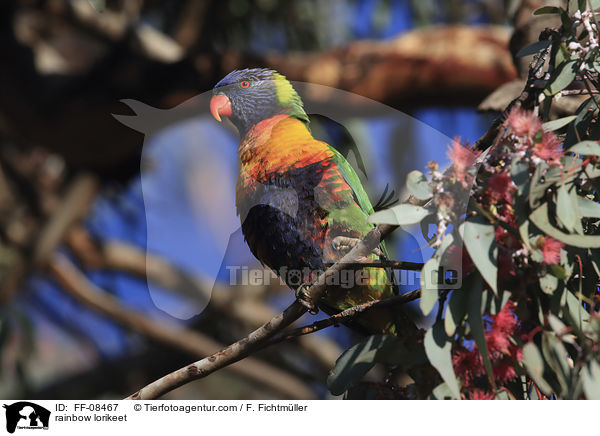 Allfarblori / rainbow lorikeet / FF-08467