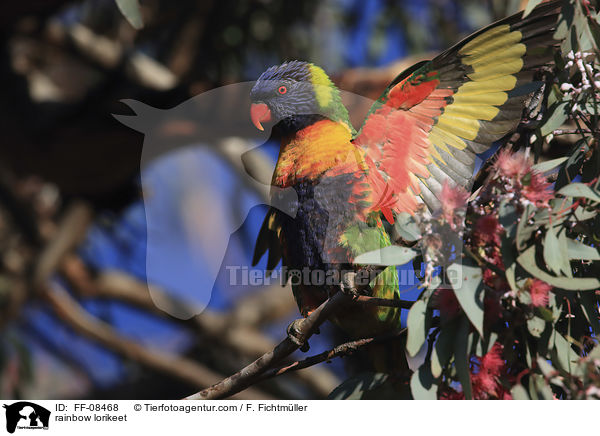 rainbow lorikeet / FF-08468