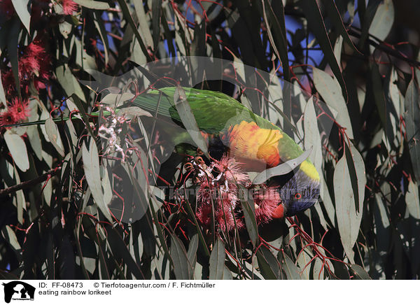 fressender Allfarblori / eating rainbow lorikeet / FF-08473