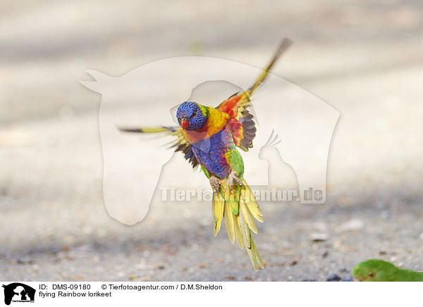 fliegender Allfarblori / flying Rainbow lorikeet / DMS-09180