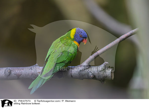 sitting Rainbow lorikeet / PW-07573