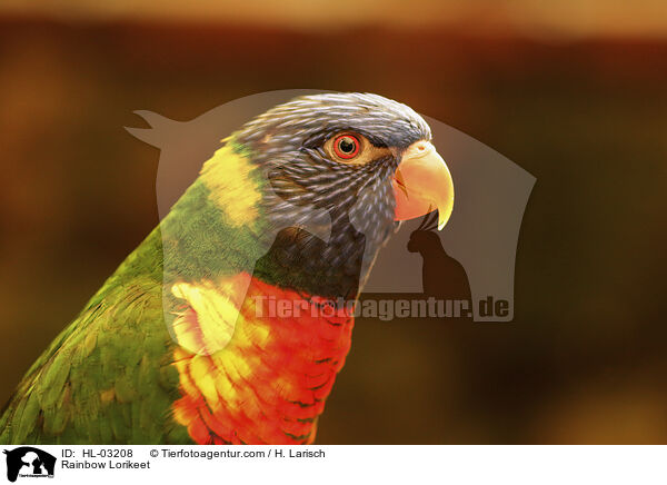 Rainbow Lorikeet / HL-03208