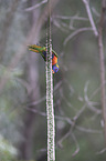 eating rainbow lorikeet