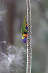 eating rainbow lorikeet