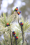 rainbow lorikeets