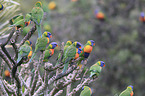 flock of rainbow lorikeets