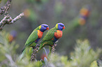 two rainbow lorikeets