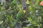 rainbow lorikeet