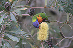 eating rainbow lorikeet