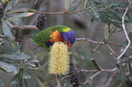 eating rainbow lorikeet