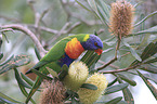 rainbow lorikeet