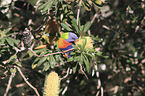 eating rainbow lorikeet