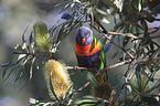 rainbow lorikeet