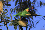 rainbow lorikeet
