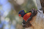 rainbow lorikeet