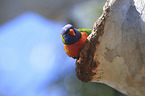 rainbow lorikeet