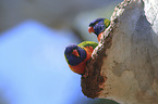 two rainbow lorikeets