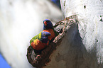 two rainbow lorikeets