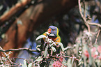 eating rainbow lorikeet