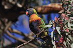 rainbow lorikeet