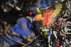 rainbow lorikeet