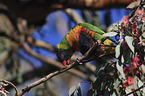 eating rainbow lorikeet