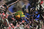 eating rainbow lorikeet