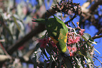 eating rainbow lorikeet