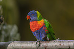 sitting Rainbow lorikeet