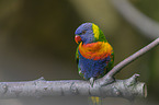 sitting Rainbow lorikeet