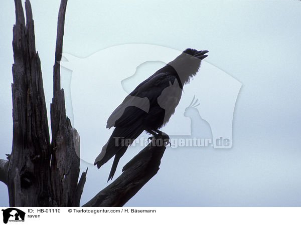 Rabe / raven / HB-01110