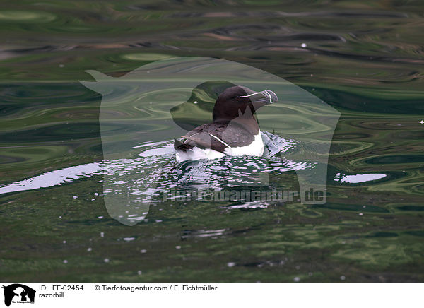 Tordalk / razorbill / FF-02454