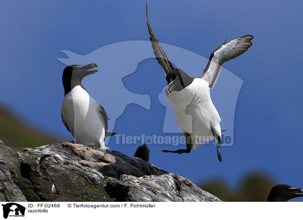 Tordalks / razorbills / FF-02468