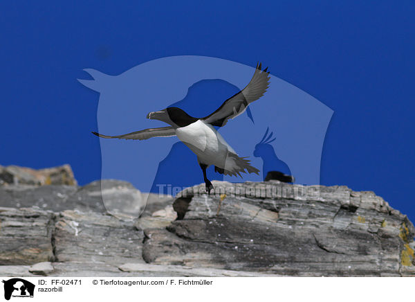 Tordalk / razorbill / FF-02471