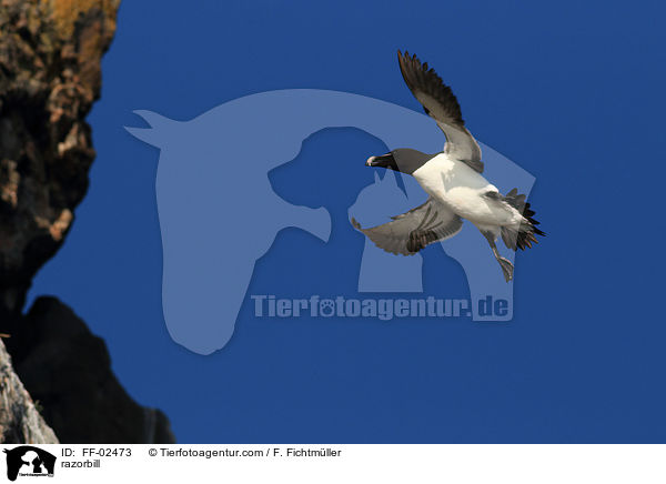 Tordalk / razorbill / FF-02473