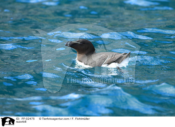 Tordalk / razorbill / FF-02475