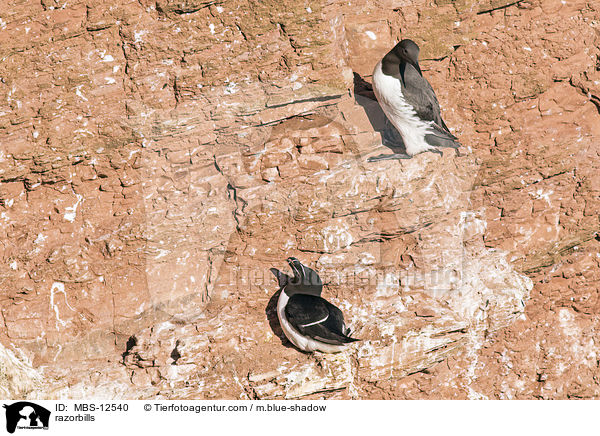 Tordalks / razorbills / MBS-12540