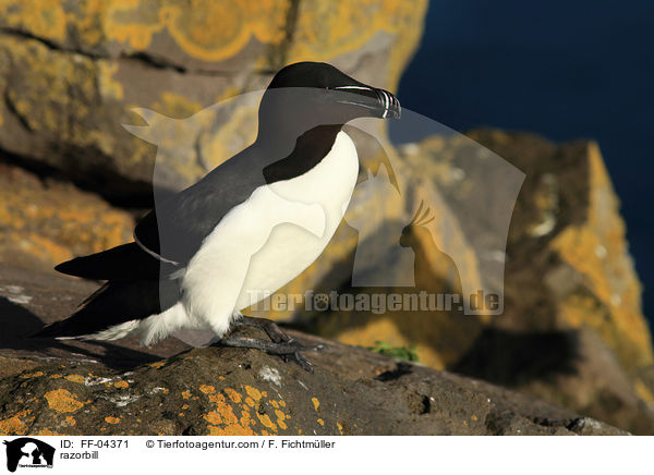 Tordalk / razorbill / FF-04371