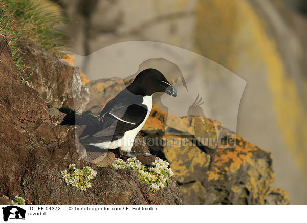 Tordalk / razorbill / FF-04372