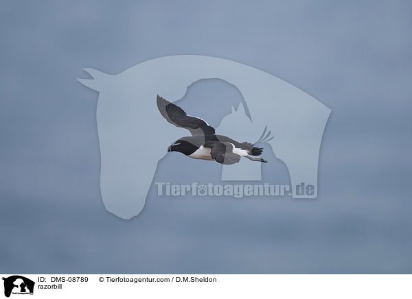 Tordalk / razorbill / DMS-08789