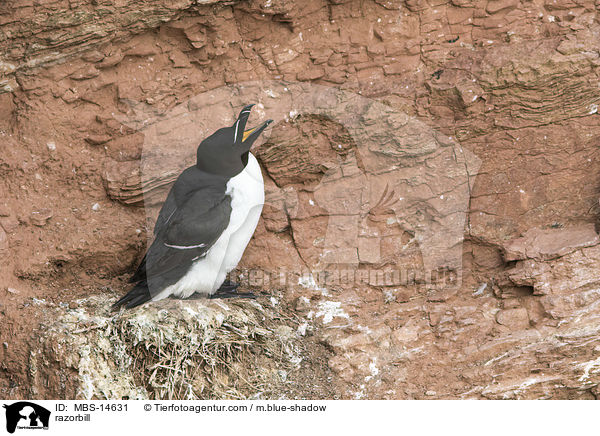 razorbill / MBS-14631