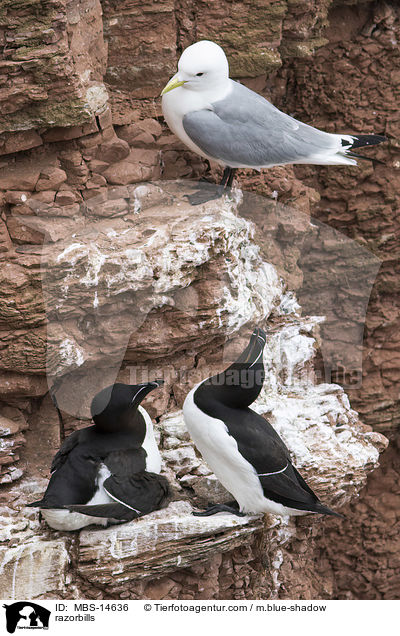 Tordalks / razorbills / MBS-14636
