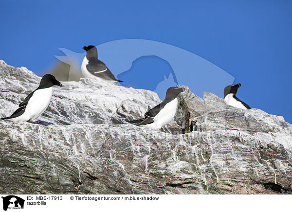 Tordalks / razorbills / MBS-17913