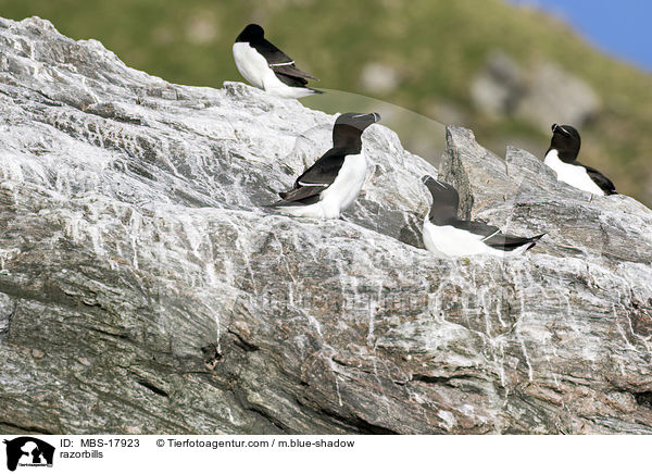 Tordalks / razorbills / MBS-17923