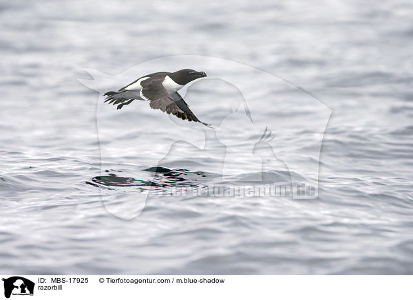 Tordalk / razorbill / MBS-17925