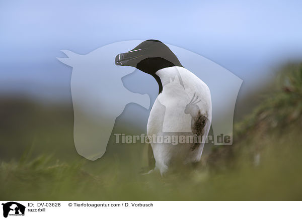Tordalk / razorbill / DV-03628
