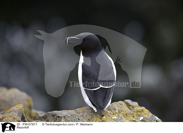 Tordalk / Razorbill / PW-07871