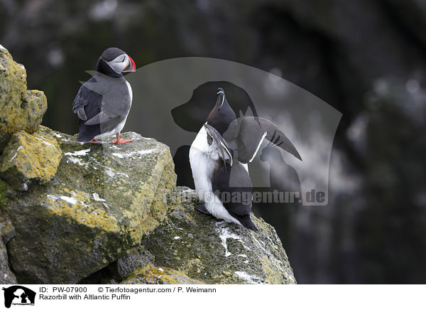 Tordalk mit Papageitaucher / Razorbill with Altlantic Puffin / PW-07900