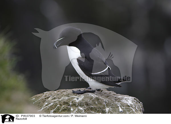 Tordalk / Razorbill / PW-07903
